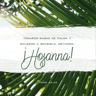 Juan 12:13 - Tomaron ramas de palma y salieron a recibirlo mientras gritaban a voz en cuello:
—¡Hosanna!
—¡Bendito el que viene en el nombre del Señor!
—¡Bendito el Rey de Israel!