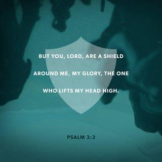 Psalm 3:3 - But thou, O LORD, art a shield for me;
My glory, and the lifter up of mine head.