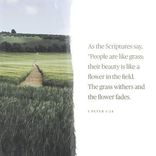 1 Peter 1:24 - For
All flesh is as grass,
And all the glory of man as the flower of grass.
The grass withereth, and the flower thereof falleth away