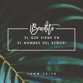 Juan 12:13 - tomaron ramas de palmera y salieron al camino para recibirlo. Gritaban:
«¡Alabado sea Dios!
¡Bendiciones al que viene en el nombre del SEÑOR!
¡Viva el Rey de Israel!».