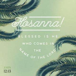 John 12:13 - So they took palm branches and went out to meet him. Everyone was shouting, “Lord, be our Savior! Blessed is the one who comes to us sent from YAHWEH, the King of Israel!”