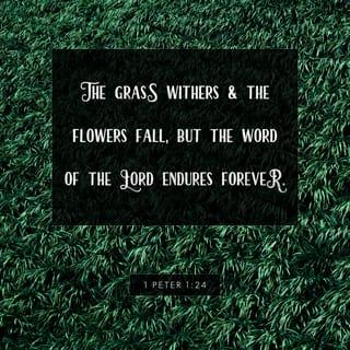 1 Peter 1:24 - Human beings are frail and temporary, like grass,
and the glory of man fleeting
like blossoms of the field.
The grass dries and withers and the flowers fall off