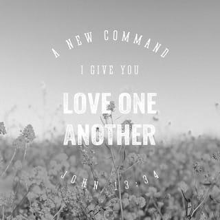 John 13:34-35 - A new commandment I give unto you, that ye love one another; even as I have loved you, that ye also love one another. By this shall all men know that ye are my disciples, if ye have love one to another.