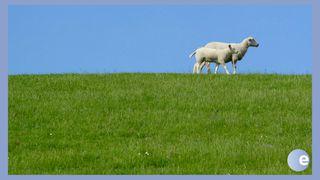 Lying Down In Green Pastures Ézsaiás 40:28-29 Revised Hungarian Bible