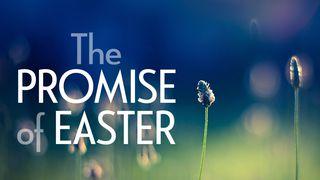 Our Daily Bread: The Promise of Easter Luke 7:18-19 English Standard Version Revision 2016