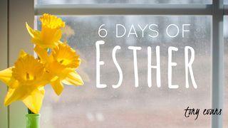 6 Days Of Esther எஸ்த 6:1-2 இண்டியன் ரிவைஸ்டு வெர்ஸன் (IRV) - தமிழ்