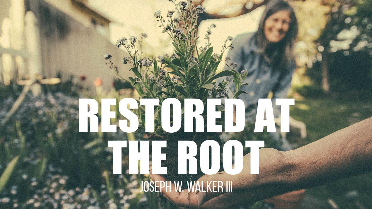 Restored at the Root