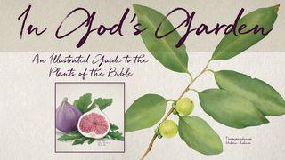 In God’s Garden  Matthew 13:30 New King James Version