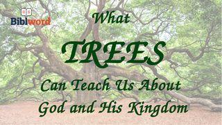 What Trees Can Teach Us About God and His Kingdom မိကၡာအနာဂတၱိက်မ္း 4:5 ျမန္​မာ့​စံ​မီ​သမၼာ​က်မ္