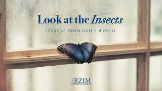 Look at the Insects: Lessons From God’s World   Spreuken 6:10-11 Het Boek