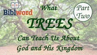 What Trees Can Teach Us About God and His Kingdom — Part Two ISAÍAS 56:2 La Palabra (versión española)