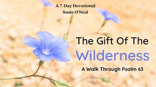 The Gift of the Wilderness Deuteronomio 4:29 La Biblia de las Américas