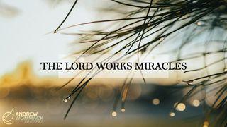 The Lord Works Miracles 马太福音 22:23 新标点和合本, 神版