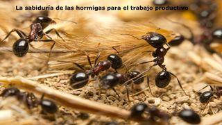 La sabiduría de las hormigas para el trabajo productivo  Proverbios 6:6-8 La Biblia de las Américas