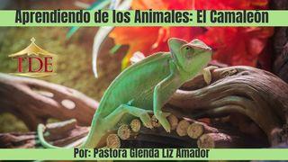 Aprendiendo De Los Animales: El Camaleón S. Mateo 7:3-5 Biblia Reina Valera 1960