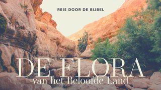 De flora van het beloofde land Genesis 3:17 New International Version