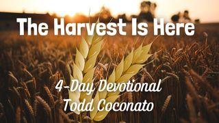 The Harvest Is Here San Mateo 9:37-38 Kaqchikel, Eastern