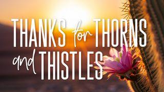 Thanks for Thorns and Thistles Spreuken 18:12 Het Boek