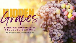 Hidden Grapes: Finding Purpose in Secluded Seasons တရားေဟာရာက်မ္း 31:8 ျမန္​မာ့​စံ​မီ​သမၼာ​က်မ္