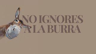 No ignores a la burra