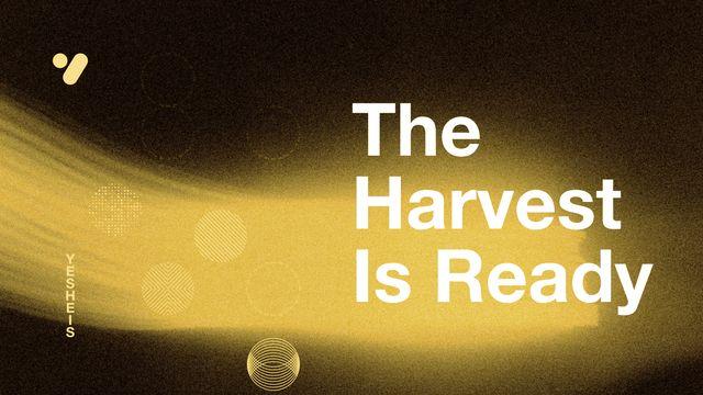 The Harvest Is Ready