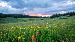 Lying Down in a Green Pasture