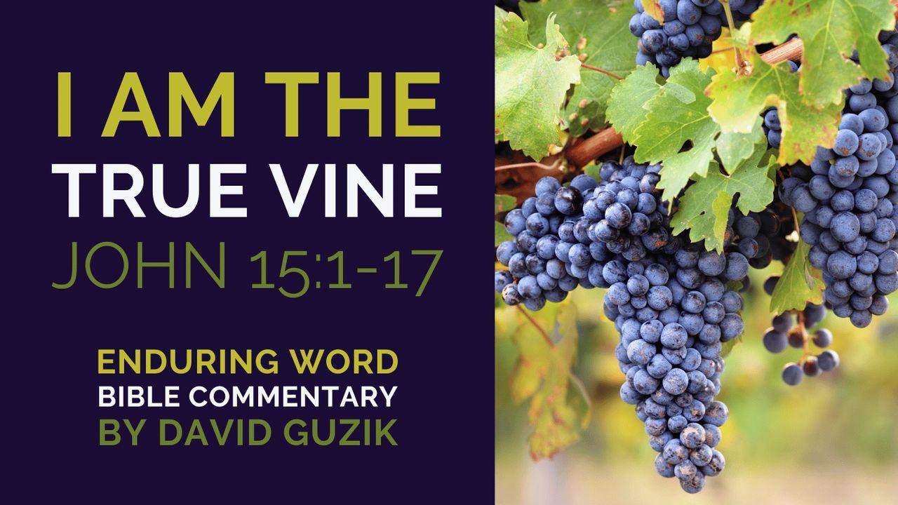 I Am the True Vine: Bible Commentary on John 15:1-17